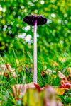 2024_10_27_Pilz_012a.jpg