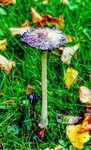 2024_10_27_Pilz_013B.jpg